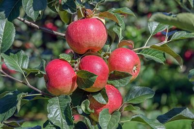 S�lection de pommes - comment nait une sp�cialit� 'Lubera� Originale'