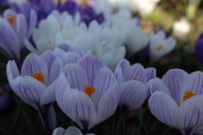 La p�riode de floraison des crocus : des bulbes au printemps et en automne