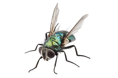 Mouche verte - Voici comment vous d�barrasser de la lucilie soyeuse
