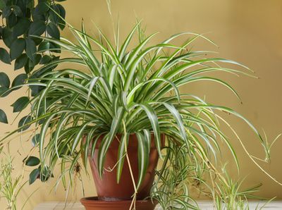 Chlorophytum - entretien de cette plante d&rsquo;int&eacute;rieur d&eacute;polluante