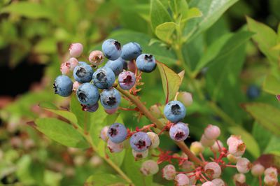Fertilisation des myrtilliers - les meilleurs conseils pour obtenir des plantes saines et une fructification abondante