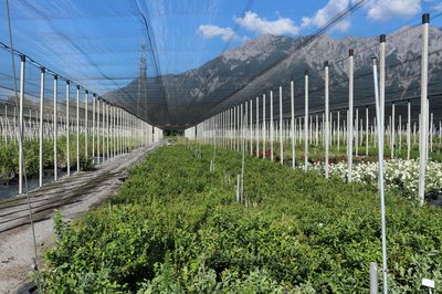 Cultiver des myrtilles chez Lubera�