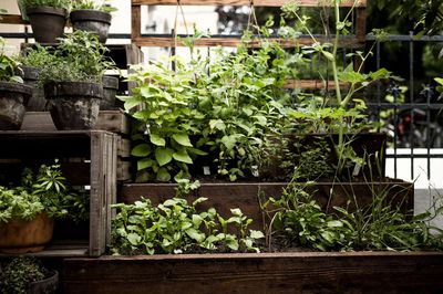 Jardin sur�lev� d'herbes aromatiques : ces vari�t�s sont id�ales