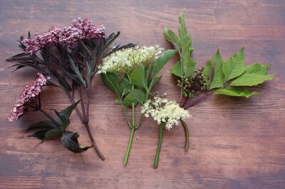 Planter un sureau : tout ce qu'il faut savoir sur le sureau noir, rouge et blanc dans votre jardin