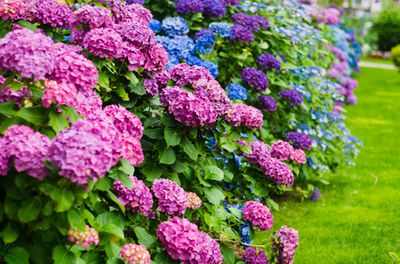 Les hortensias sont-ils toxiques ? Un aper�u pour les amateurs de jardinage