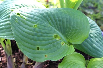 Hostas sans limaces - existe-t-il des Hostas r�sistants aux limaces ?