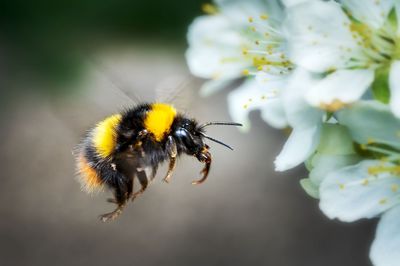 Nid de bourdons dans le jardin &ndash; comment y faire face