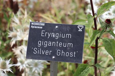 Les noms botaniques des plantes : D'o� viennent-ils et pourquoi existent-ils ?