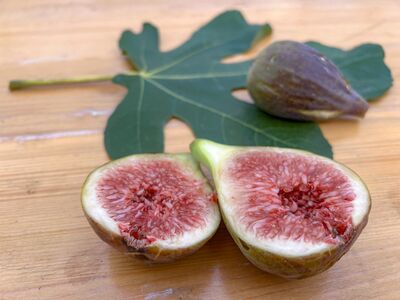 Cultiver et r�colter des figues bif�res (figues Twotimer�) – Conseils et meilleures vari�t�s