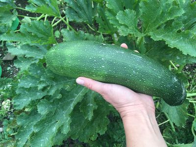 Planter des courgettes - les meilleurs conseils et astuces pour la culture, la r�colte et l'utilisation des courgettes