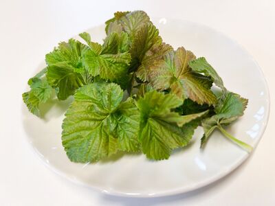 Feuilles et bourgeons de cassissier : un superaliment du jardin