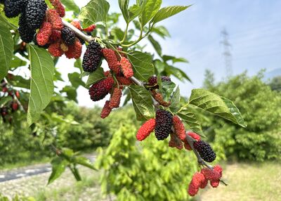 O� se trouvent les fruits du m�rier ?