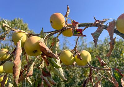 Sauver les plantes dess�ch�es : ce qui aide apr�s la s�cheresse