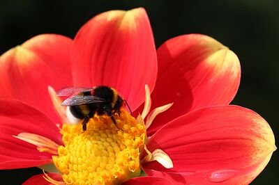 Culture des Dahlias : faire pousser des dahlias � partir de graines et obtenir de nouvelles vari�t�s