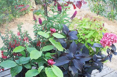 Les 10 arbustes � fleurs les plus remarquables de l'�t�