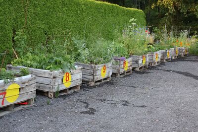Le potager sur�lev� de Stefanie : journal et impr�vus