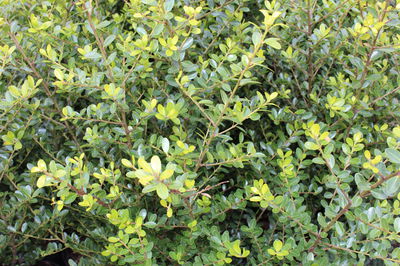 Ilex crenata Bl&auml;tter: dunkelgr&uuml;n, immergr&uuml;n, Buchsbaumersatz