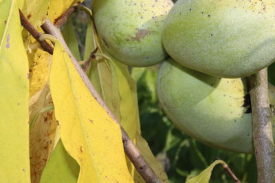 Asiminier�: Conseils essentiels pour r�ussir la culture et la r�colte du Pawpaw