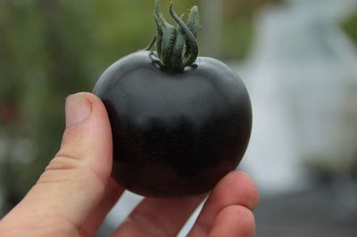 Tomates noires, Indigo Rose, Tomate noire