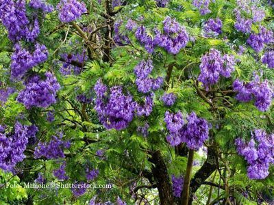 Le jacaranda - le merveilleux palissandre bleu