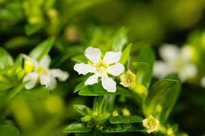 Cuph&eacute;a &agrave; feuilles d&rsquo;hysope (<i>Cuphea hyssopifolia</i>)&nbsp;: Rustique &amp; toxique&nbsp;?