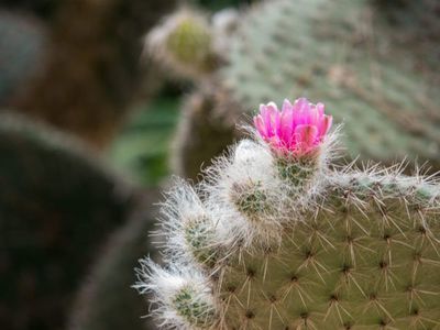 Le figuier de Barbarie Opuntia ficus indica - une star qui ne manque pas de piquant