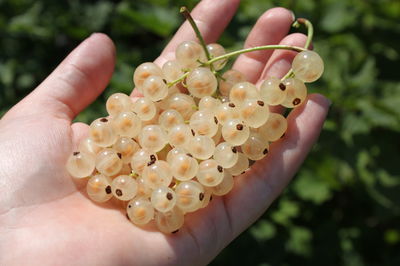 Fertiliser les groseilliers - on ne peut pas exag�rer�!