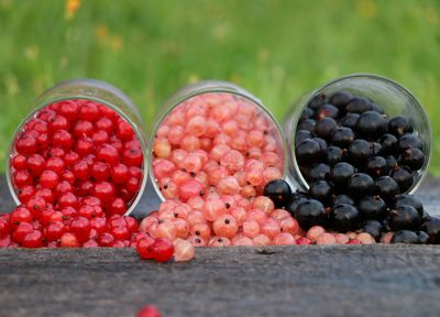 Multiplier�les groseilliers et cassissiers