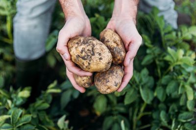 Quand r�colter les pommes de terre�?