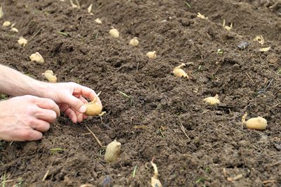 Planter / mettre en terre des pommes de terre&nbsp;: Vari&eacute;t&eacute;s, p&eacute;riode de plantation et instructions pour la culture