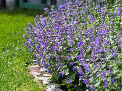 Planter une herbe � chat : Trouvez la bonne vari�t� de Nepeta pour vos massifs de vivaces, la cuisine et votre chat