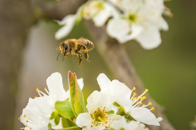 Planter, entretenir et tailler un cerisier - le guide Lubera� des cerisiers