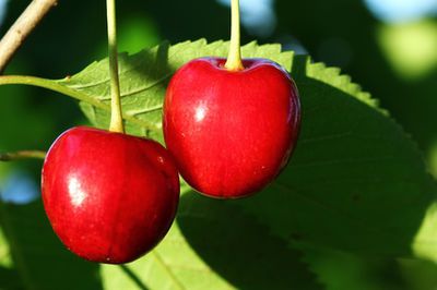 Tailler un cerisier – maladies et soins