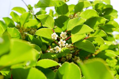 Fleur de kiwi&nbsp;: faits int&eacute;ressants sur les fleurs d&rsquo;actinidia