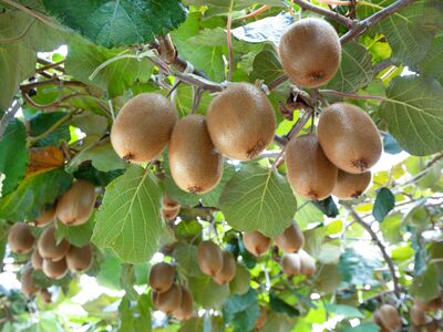 Pourquoi mes kiwis ne donnent pas de fruits ? 7 raisons...