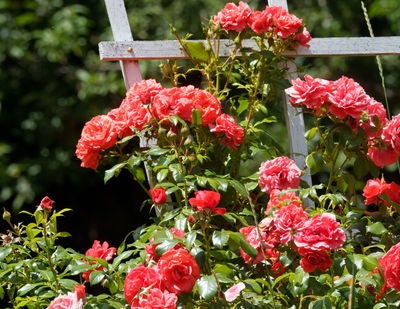 Planter, entretenir et tailler des rosiers grimpants - le guide de culture Lubera� pour les rosiers grimpants
