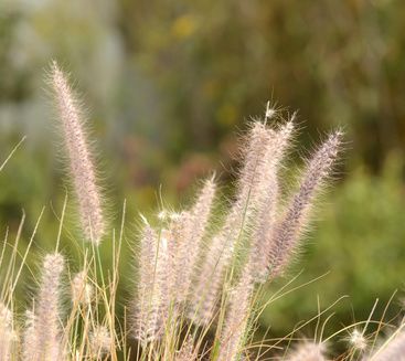 Gramin�es r�sistantes au froid : des gramin�es ornementales faciles � entretenir pour tous les jardins
