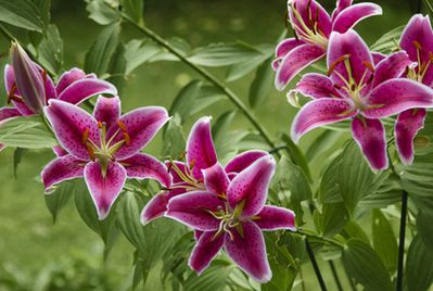 Lys - les planter, les entretenir et les multiplier