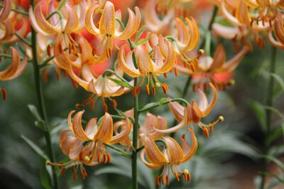 Pourquoi le lys est-il parfum� ? Les Lilium et leurs fleurs