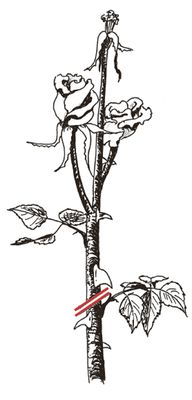 Couper les roses fan&eacute;es Taille d&rsquo;&eacute;t&eacute; pour les rosiers