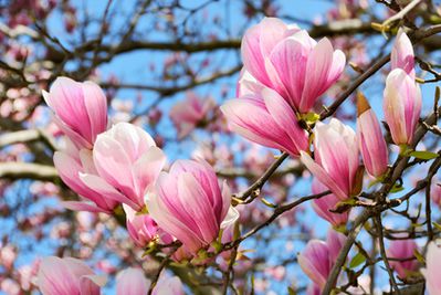 Soins des magnolias�: faits int�ressants sur l’emplacement et la taille