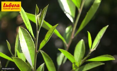 Th� mat� et vrai th� de ton jardin – comparaison entre la plantation, la culture, la production et la d�gustation