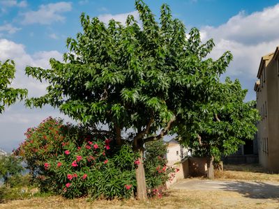 Le m�rier - des fruits d�licieux et un parfum de M�diterran�e