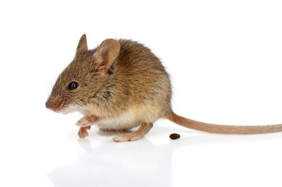 Excr�ments de souris – conseils pour traiter les excr�tions de rongeurs