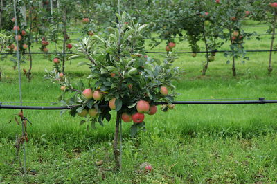Plantation, entretien et taille du pommier nain - Instructions de Lubera� pour les pommiers nains et les poiriers nains