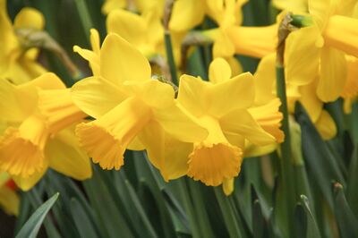Narcisse parfum&eacute;, 'Arctic Gold', Narcisses parfum&eacute;s, narcissus, jonquille