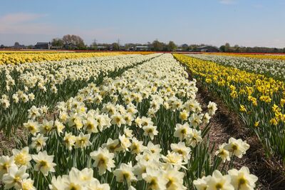 D�couvrez la diversit� des narcisses : une encyclop�die pour cultiver les narcisses au jardin et sur le balcon