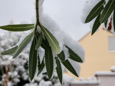 Hiverner le laurier-rose : comment bien passer l'hiver