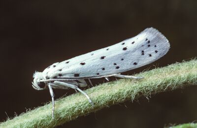 Reconna�tre les teignes ou hyponomeutes du pommier : qu’est-ce qui se cache derri�re ces toiles blanches