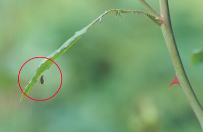 Pourquoi tous les parasites ne sont pas forc�ment un probl�me...